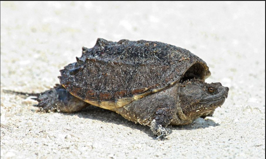 Đặc biệt, khi đầu lìa khỏi thân, rùa đớp vẫn có thể tiếp tục cắn hoặc đớp khi bị chạm phải suốt nhiều giờ đồng hồ sau đó. Ảnh Flickr.