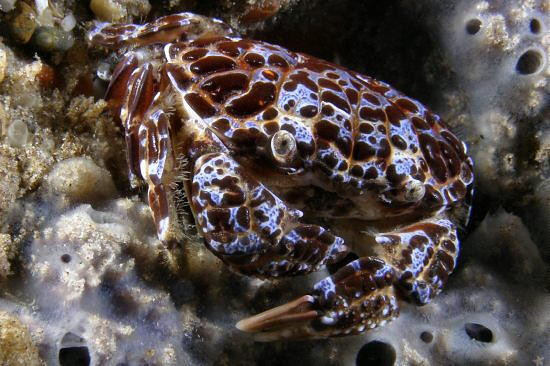 Chỉ cần 1 thìa cà phê thịt loài cua mặt quỷ cũng có thể dẫn đến tử vong. Ảnh sciencesource.