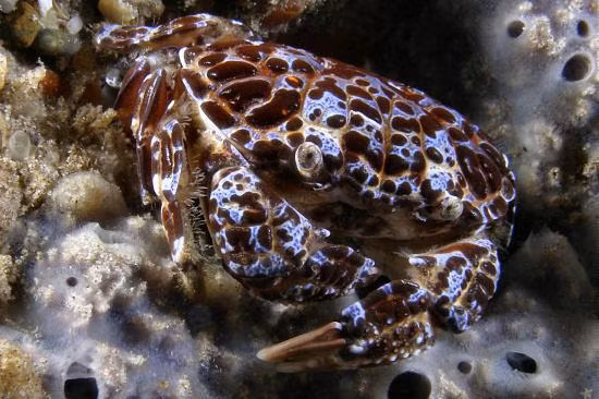 Chỉ cần 1 thìa cà phê thịt loài cua mặt quỷ cũng có thể dẫn đến tử vong. Ảnh sciencesource.