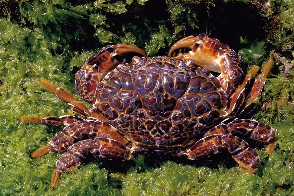 Điều đáng nói là cho đến nay vẫn chưa có thuốc giải độc cho độc tố Saxitonin có trong cua mặt quỷ. Ảnh roboastra.