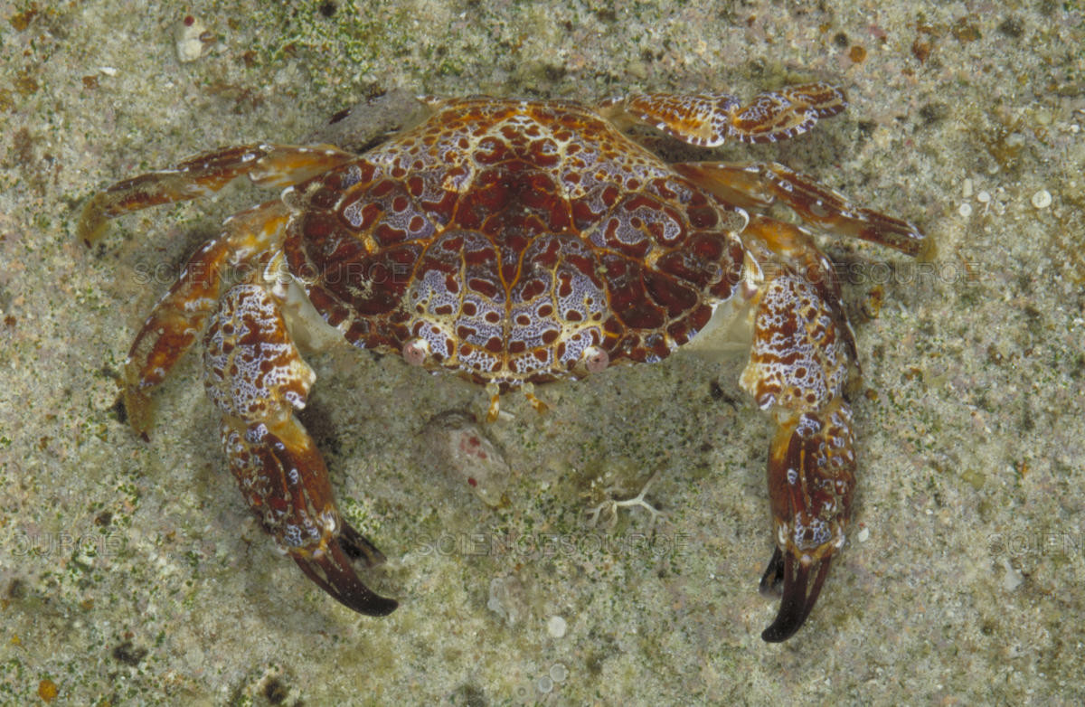 Loại độc tố có trong cua mặt quỷ chủ yếu là Saxitonin. Chất độc này có trong thịt và trứng của nó nhưng tập trung nhiều nhất ở phần thịt càng và chân. Ảnh berkeley.