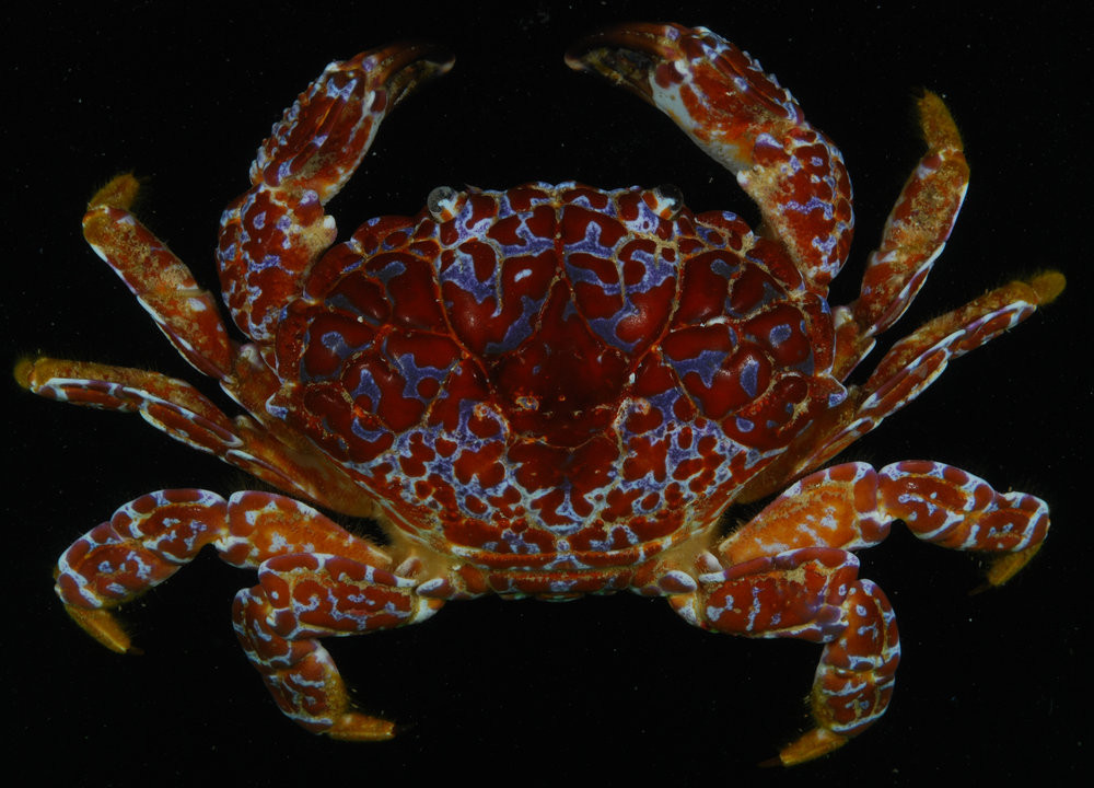 Ngoài ra, trong cua mặt quỷ còn chứa một số chất độc thần kinh khác như neurotoxin, tetrodotoxin. Ảnh yupoo.