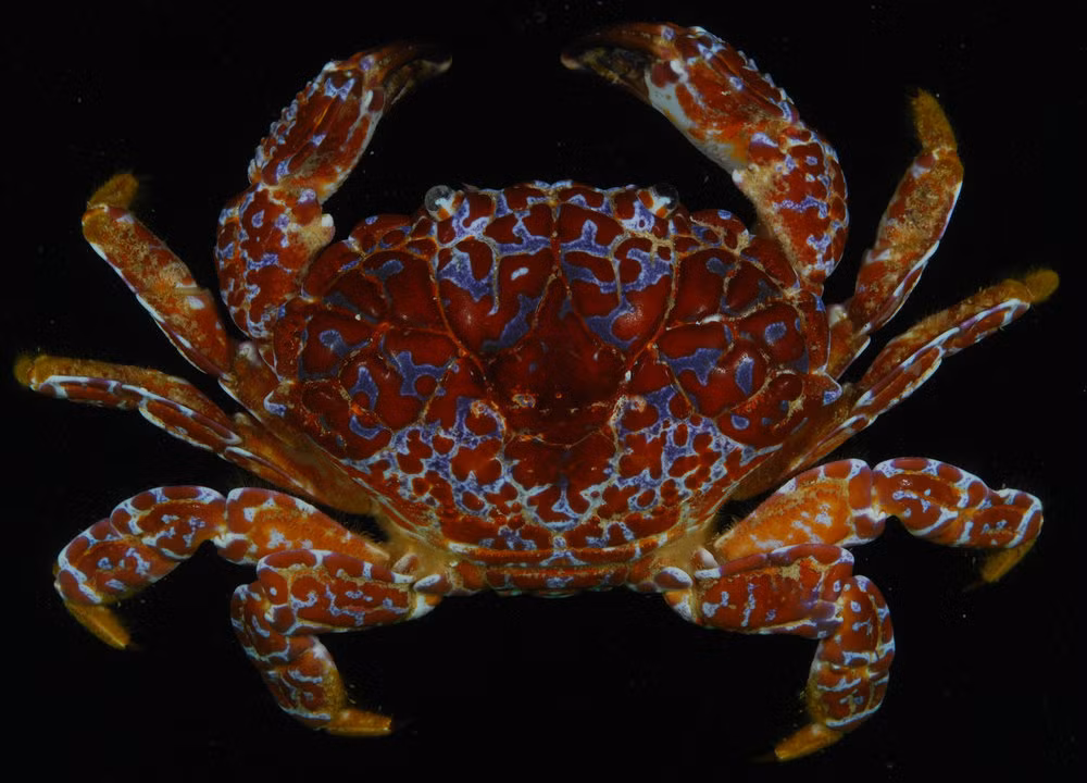 Ngoài ra, trong cua mặt quỷ còn chứa một số chất độc thần kinh khác như neurotoxin, tetrodotoxin. Ảnh yupoo.