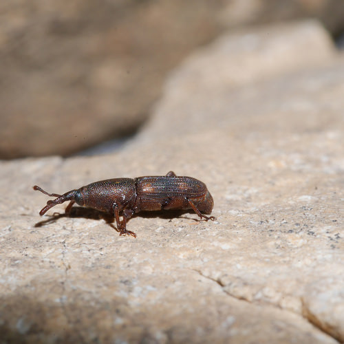  Bọ vòi voi là một loài côn trùng khá phổ biến ở nước ta. Loài động vật này sợ ánh sáng nên thường hoạt động mạnh lúc chiều tối. Ảnh Flickr.