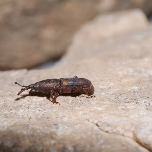  Bọ vòi voi là một loài côn trùng khá phổ biến ở nước ta. Loài động vật này sợ ánh sáng nên thường hoạt động mạnh lúc chiều tối. Ảnh Flickr.
