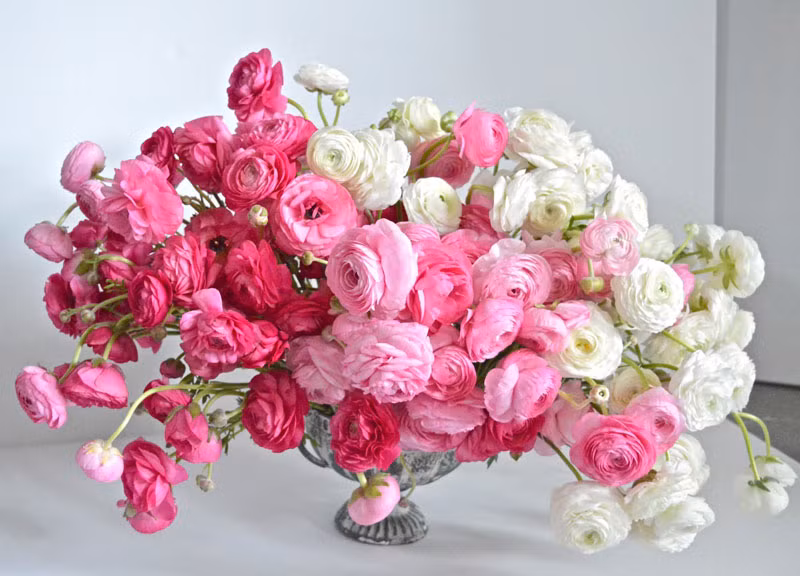 Tuy có vẻ đẹp rực rỡ nhưng ở một số nơi, hoa mao lương lại bị coi là một loài cây cỏ gây hại. Ảnh khoahocphattrien.