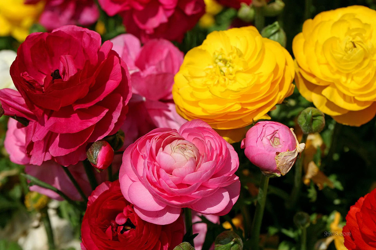 Ngoài được trồng làm cảnh, hoa mao lương còn được dùng làm thuốc. Người Mỹ bản địa sử dụng loài hoa này để điều trị khớp đau và đau cơ bắp và loại bỏ mụn cóc. Ảnh webpluscnd.