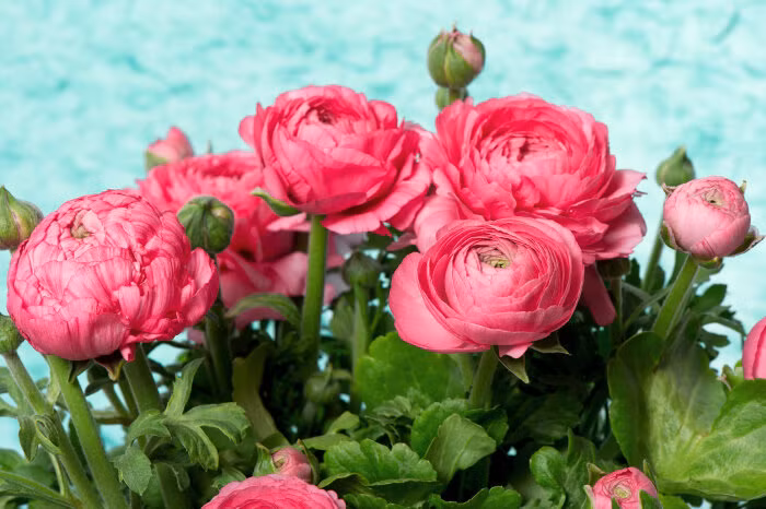 Mặc dù vậy, lá cây và nhựa của cây mao lương có thể làm rộp da, cần hết sức cẩn trọng, nhất là với trẻ nhỏ. Ảnh ynghiahoa.