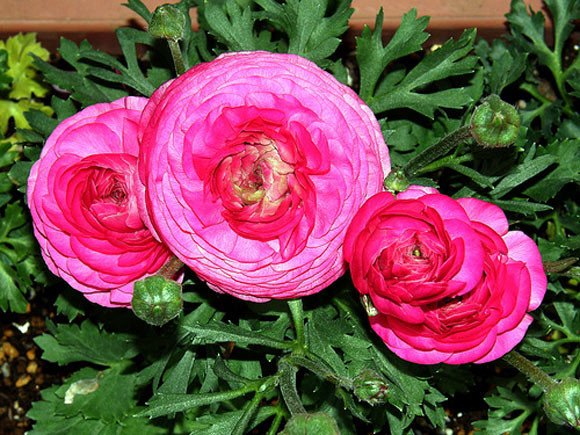 Hoa mao lương có hình dáng tròn trịa, cánh khít với nhiều màu sắc rực rỡ như hồng, vàng... Ảnh chohoavietnam.