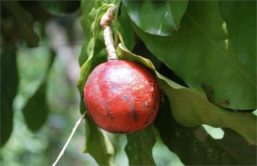 Trên thế giới, mã tiền có ở Ấn Độ, Sri lanka, Malaysia, Thái Lan, Bắc Australia. Ảnh luongynguyenthihuong.