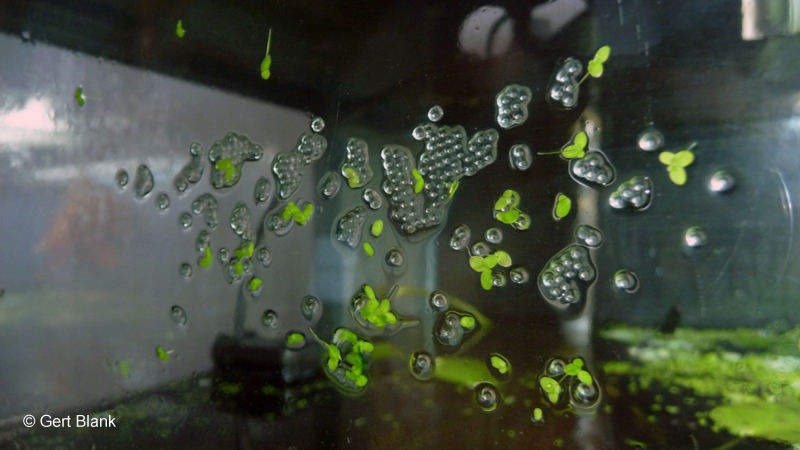 Chỉ khi con non đã nở, cá bút chì đực mới rời đi. Ảnh staticflickr.