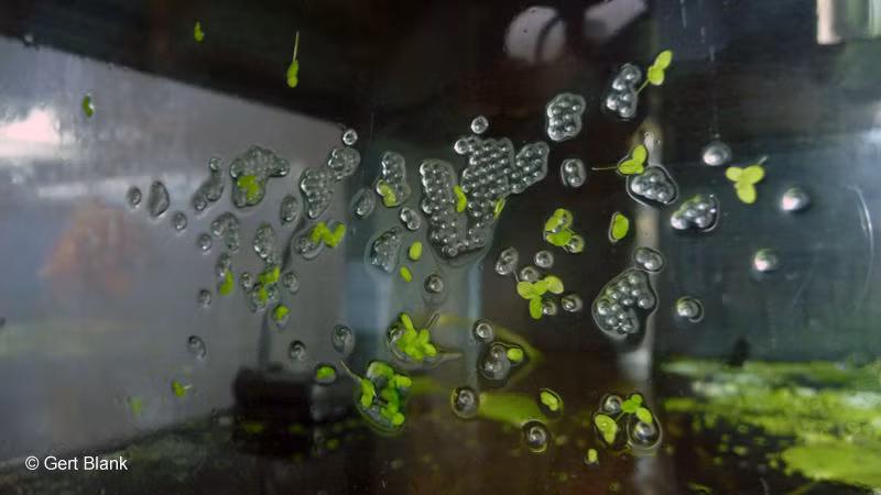 Chỉ khi con non đã nở, cá bút chì đực mới rời đi. Ảnh staticflickr.