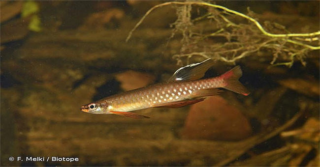 Trong thế giới các loài cá, có thể nói cá bút chì là loài cá có thói quen sinh sản vô cùng kỳ lạ. Ảnh khoahoc. 