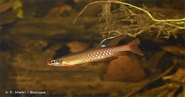 Trong thế giới các loài cá, có thể nói cá bút chì là loài cá có thói quen sinh sản vô cùng kỳ lạ. Ảnh khoahoc. 