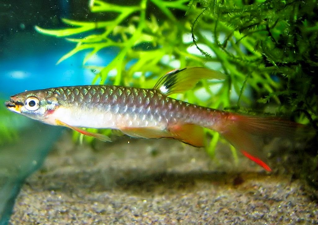 Vào mùa sinh sản, từng đôi cá bút chì sẽ kết đôi với nhau. Ảnh blogspot.