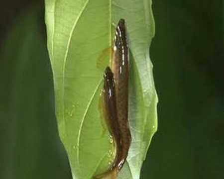 Cá bút chì đực sẽ tự trông trứng cho đến khi trứng nở. Nó liên tục cấp ẩm cho trứng bằng cách vẫy nước lên phiến lá. Ảnh ytimg.