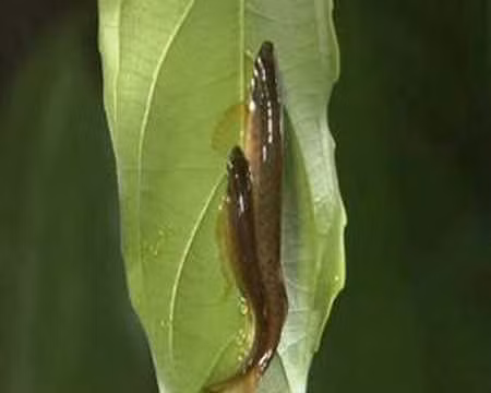 Cá bút chì đực sẽ tự trông trứng cho đến khi trứng nở. Nó liên tục cấp ẩm cho trứng bằng cách vẫy nước lên phiến lá. Ảnh ytimg.