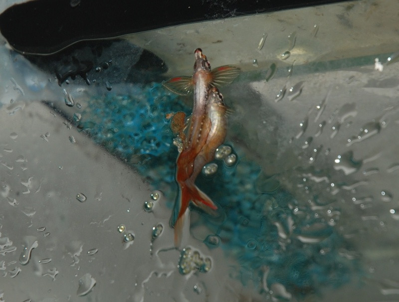 Sau khi đẻ trứng xong, cá bút chì đực sẽ đuổi con cái đi. Ảnh servimg.