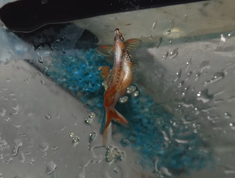 Sau khi đẻ trứng xong, cá bút chì đực sẽ đuổi con cái đi. Ảnh servimg.