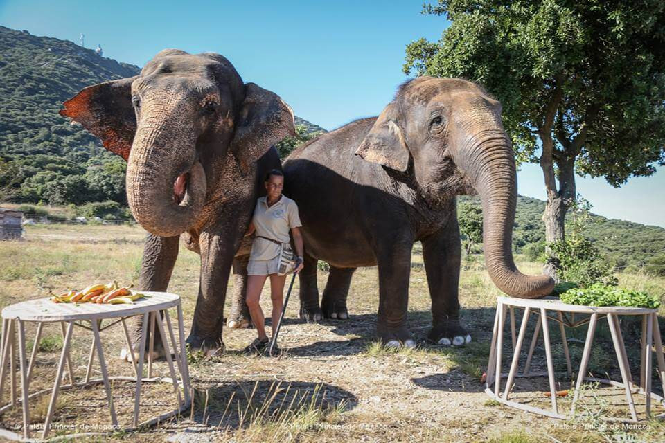 Công chúa Monaco Stephanie là một người yêu thích động vật. Hai chú voi trong ảnh có tên Baby và Nepal "từng bị kết án tử hình" tại vườn thú Tete d'Or do mắc bệnh lao đã được công chúa Stephanie chuyển về nông trại của mình và chăm sóc.