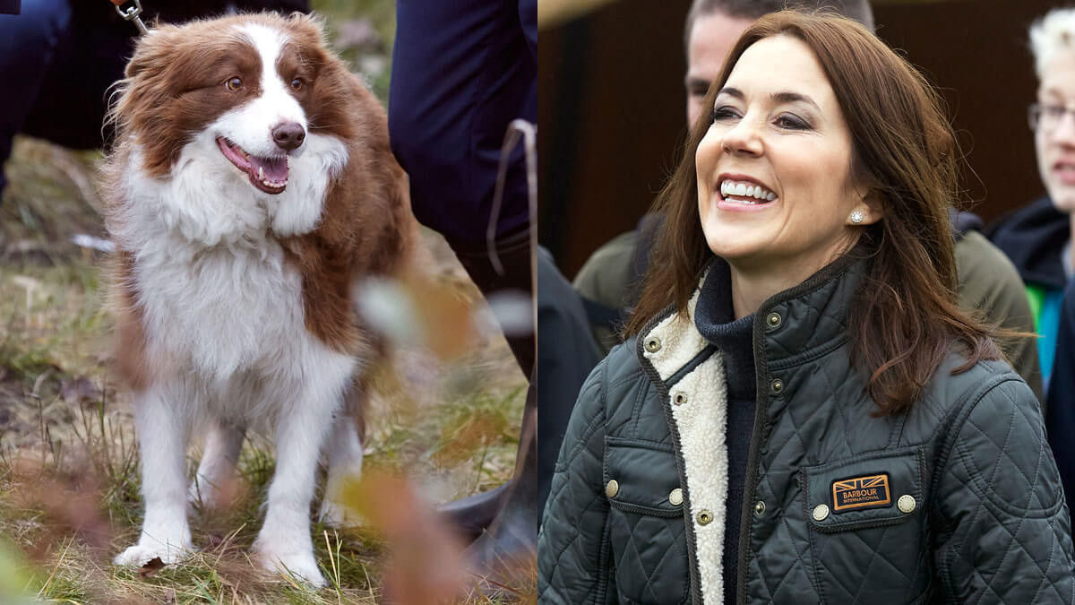 Thái tử Đan Mạch Frederik và công nương Mary nhận được món quà là chú chó có tên Ziggy nhân dịp đám cưới của mình năm 2005. Ảnh: Giveitlove.