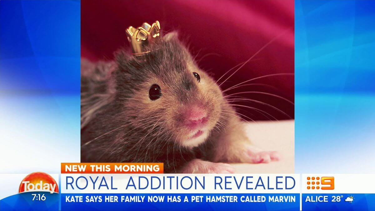 Bên cạnh những chú chó đáng yêu, vợ chồng nhà William - Kate còn nuôi một chú chuột hamster có tên là Marvin.