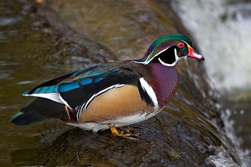 Tuy nhiên, do những nỗ lực bảo tồn của con người mà số lượng vịt gỗ ngày nay đã duy trì ổn định. Ảnh pinimg.