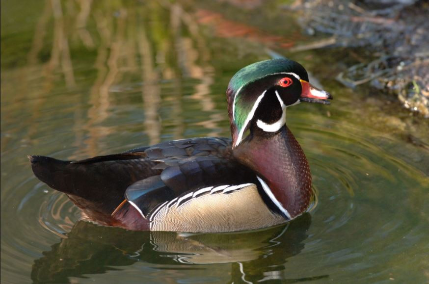 Vịt con sau khi chào đời chỉ được ngủ đúng 1 đêm trong tổ, buổi sáng thứ 2 chúng phải nhảy xuống nước để theo vịt gỗ mẹ đi kiếm ăn. Ảnh wildlife.