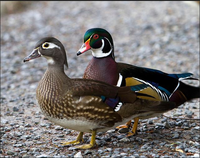 Thức ăn của vịt gỗ là các côn trùng và những động vật nhỏ sống dưới nước khác. Ảnh islandpress.