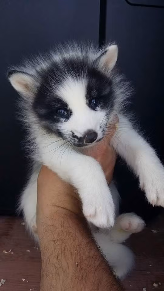 Với vẻ đẹp đặc trưng nên cáo lông cẩm thạch Bắc Cực hiện đã được phổ biến rộng rãi. Ảnh Pinimg.