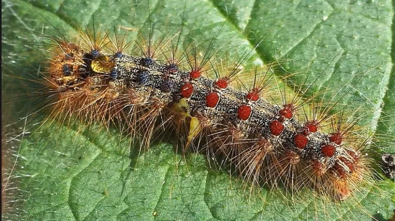  Sâu róm sồi dài từ 40mm - 50mm. Cơ thể chúng được bao phủ bởi 63.000 chiếc lông chứa độc trông vô cùng gớm ghiếc. Ảnh Wildlife Insight.