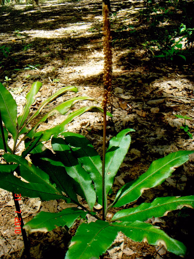Kinh nghiệm dân gian cũng cho rằng thêm thêm ít rễ sâm bòng bong khi ăn trầu sẽ có tác dụng chống ho. Ảnh staticflickr.