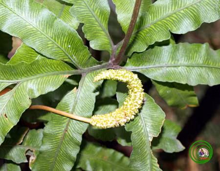 Trên thế giới, sâm bòng bong phân bố ở Nam Trung Quốc và các nước Á châu nhiệt đới. Ảnh vncreatures.