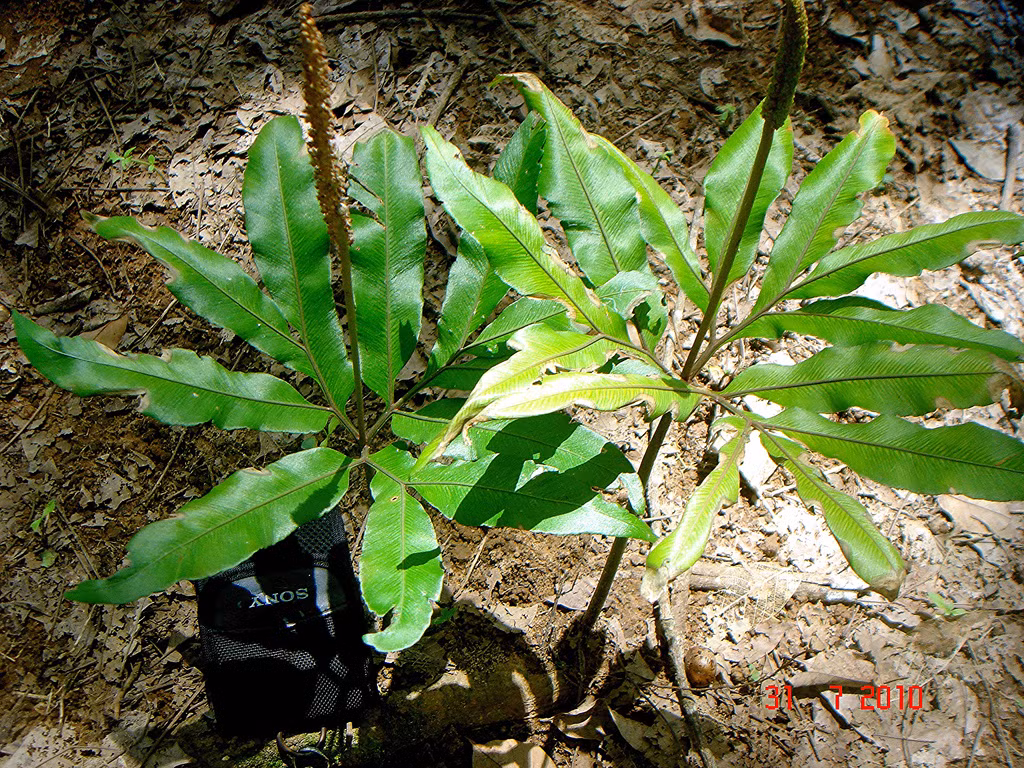 Sâm bòng bong là loài cây ưa bóng, chịu được nhiều loại đất khác nhau, mọc ở nhiều nơi, trên các bãi cỏ đá vôi và cả ở núi đất. Ảnh staticflickr.
