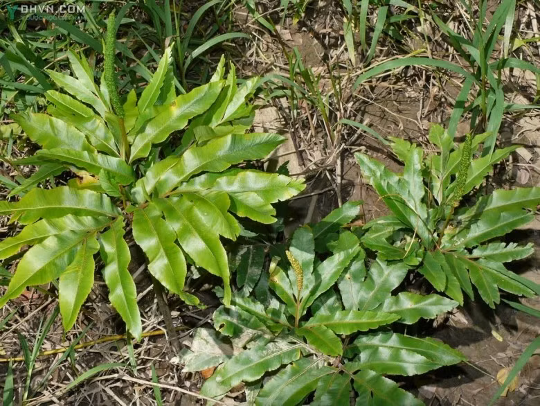 Sâm bòng bong có tên khoa học là Helminthostachys Zeylanica (L.) Hook. Nó còn được biết đến với các tên gọi khác như cây quản trọng, sâm chân rết, sâm đất. Ảnh ydhvn.
