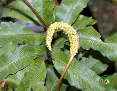 Ở Việt Nam, sâm bòng bong có ở nhiều nơi, từ các tỉnh miền núi phía Bắc đến các tỉnh miền Trung và vùng Tây Nguyên. Ảnh vncreatures.