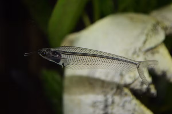 Cá thủy tinh có tên khoa học là Kryptopterus bicirrhis. Loài cá có thân hình trong suốt này có xuất xứ từ các hồ nước ở Malaysia và Indonesia. Ảnh tinmoi.