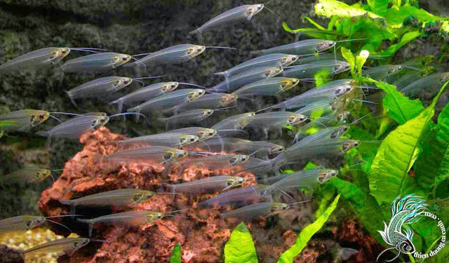 Cá thủy tinh đẻ trứng, trứng nở sau 24 - 48 giờ. Ảnh googleusercontent.