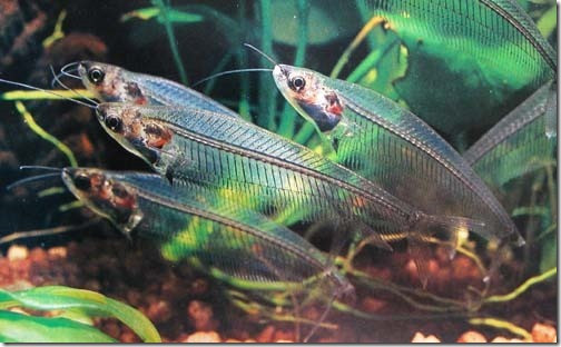 Thức ăn của cá thủy tinh là những động vật không xương sống nhỏ dưới nước như bọ nước, ấu trùng... Ảnh googleusercontent.