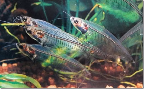 Thức ăn của cá thủy tinh là những động vật không xương sống nhỏ dưới nước như bọ nước, ấu trùng... Ảnh googleusercontent.