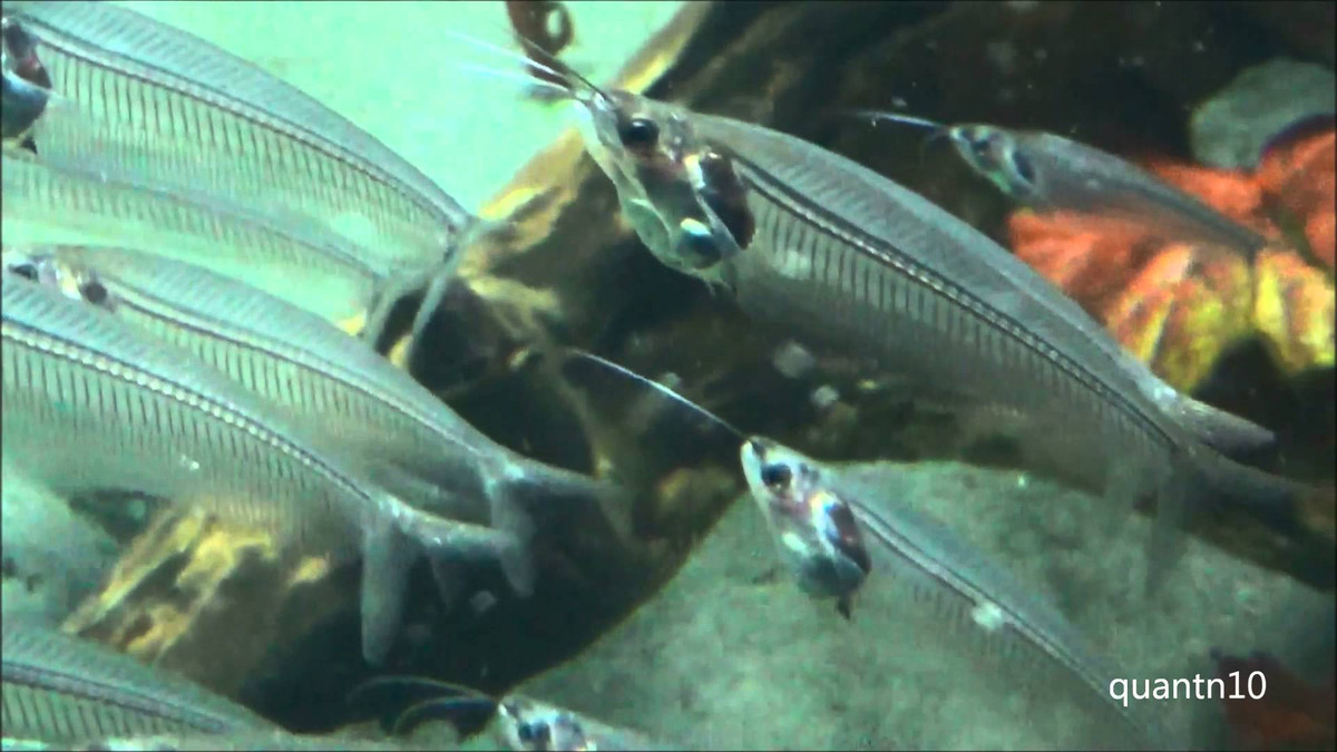 Cá thủy tinh có cách tự vệ bằng cách tập trung thành những đàn nhỏ. Cơ thể trong suốt của chúng hòa lẫn vào nhau khiến kẻ thù bị rối loạn. Ảnh ytimg.