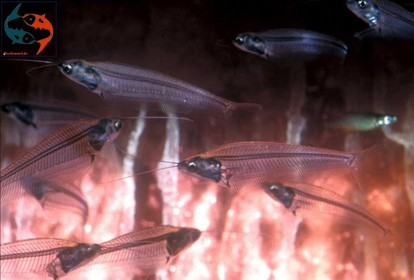 Cá thủy tinh tính tình hiền lành nên có thể nuôi chung với nhiều loài cá khác. Tuy nhiên, do cơ thể yếu ớt, cá thủy tinh thường trở thành mồi cho các loài cá sống cùng. Ảnh google.