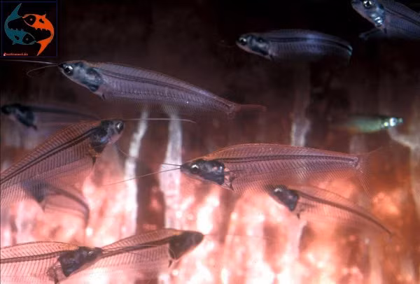 Cá thủy tinh tính tình hiền lành nên có thể nuôi chung với nhiều loài cá khác. Tuy nhiên, do cơ thể yếu ớt, cá thủy tinh thường trở thành mồi cho các loài cá sống cùng. Ảnh google.