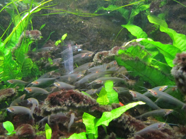 Cá thủy tinh trưởng thành có chiều dài chỉ khoảng 10cm. Cá có tuổi thọ ngắn. Ảnh tinmoi.