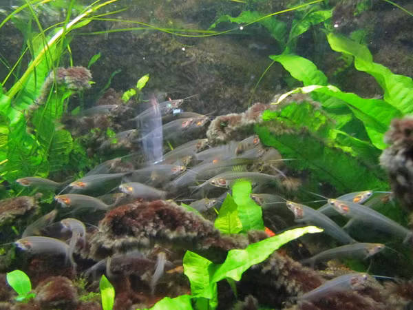 Cá thủy tinh trưởng thành có chiều dài chỉ khoảng 10cm. Cá có tuổi thọ ngắn. Ảnh tinmoi.