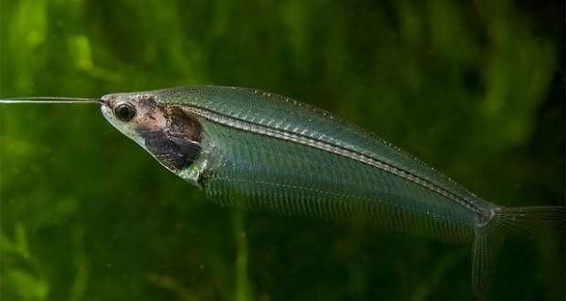  Cá thủy tinh còn có tên gọi khác là cá kính hay cá trê kính, cá trèn giấy. Đặc điểm đặc trưng của loài cá này là thân hình trong suốt, có thể nhìn thấy xương và các nội tạng bên trong. Ảnh cacanhthaihoa.