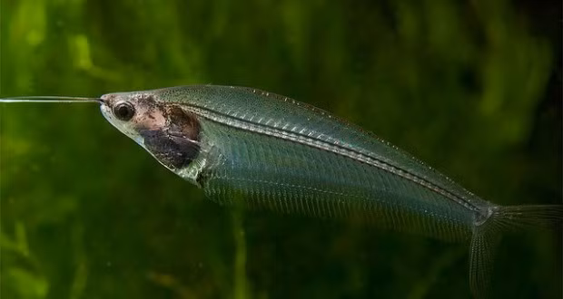  Cá thủy tinh còn có tên gọi khác là cá kính hay cá trê kính, cá trèn giấy. Đặc điểm đặc trưng của loài cá này là thân hình trong suốt, có thể nhìn thấy xương và các nội tạng bên trong. Ảnh cacanhthaihoa.