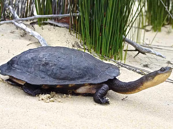 Rùa cổ dài phương Đông hiện đang có nguy cơ tuyệt chủng vì bị săn lùng dữ dội. Ảnh Libero.