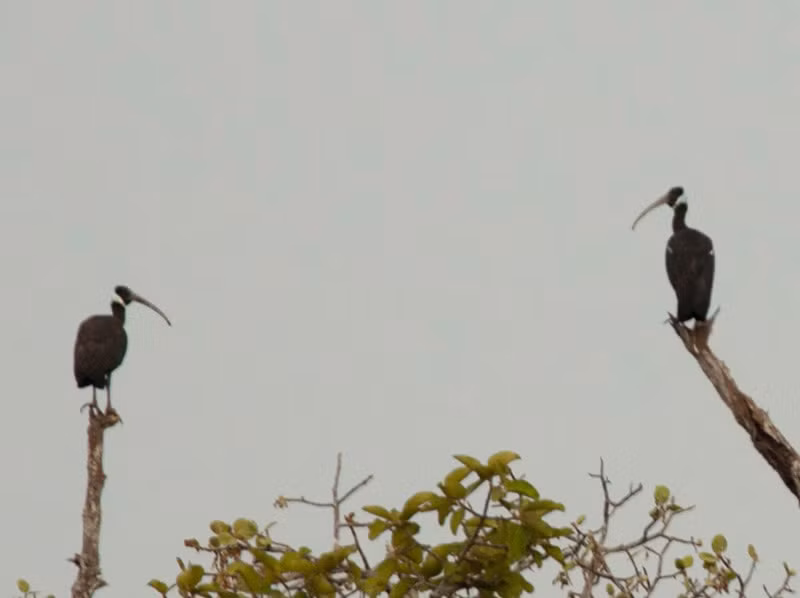 Số lượng cò quăm cánh xanh ở Việt Nam chỉ còn rất ít do chúng bị mất nơi cư trú. Nhìn chung, vùng làm tổ, kiếm ăn của chúng bị quấy nhiễu, bị thu hẹp, chia cắt và suy giảm do nhiều hoạt động khác nhau của con người và sự khô hạn của thời tiết. Ảnh birdwatchingvietnam.