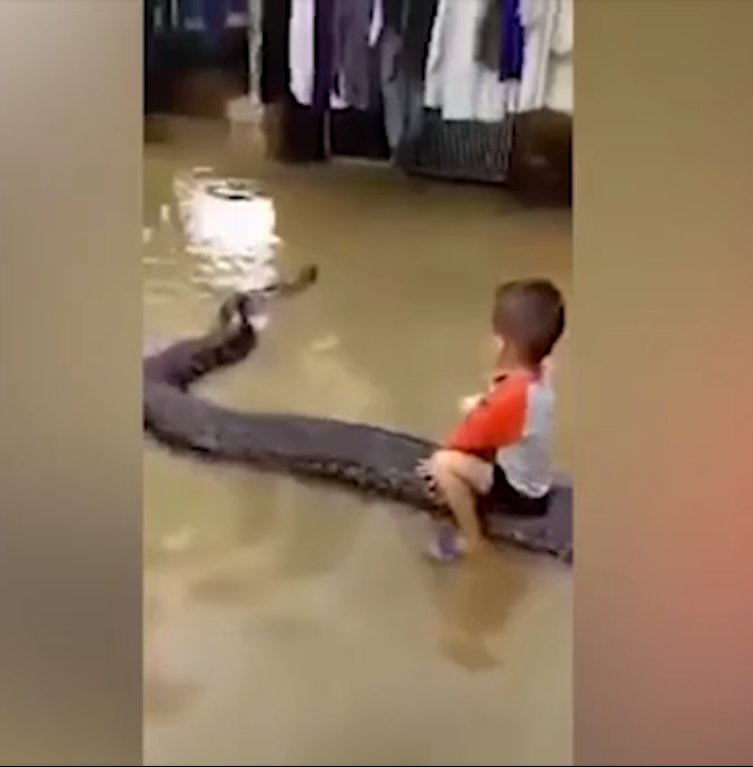 Đoạn video chuyện lạ có thật về một cậu bé Việt cưỡi con trăn khổng lồ khiến tờ Daily Mail cũng phải kinh ngạc và đăng tải, cho thấy cảnh bé trai tên T., 3 tuổi, rất phấn khích cưỡi con trăn khổng lồ nặng 80kg và thực hiện động tác thúc sườn như cưỡi ngựa. Nhiều bạn đọc tỏ ra sợ hãi, cho rằng tình huống này rất nguy hiểm, vì trăn là loài có thể siết chết và nuốt những con mồi lớn. Một phụ nữ của gia đình đã lên tiếng giải thích đoạn video đó hoàn toàn chân thực, gia đình đã nuôi con vật này suốt 4 năm và rất thân thiện với con người. 